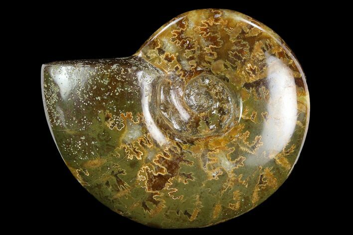 Polished, Agatized Ammonite (Cleoniceras) - Madagascar #119026